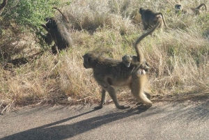 Prywatna wycieczka po parku Krugera i trasie panoramicznej
