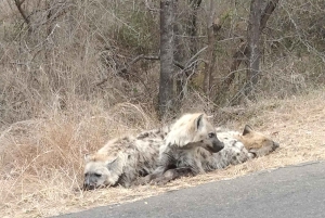 Prywatna wycieczka po parku Krugera i trasie panoramicznej