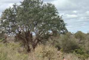 Prywatna wycieczka po parku Krugera i trasie panoramicznej