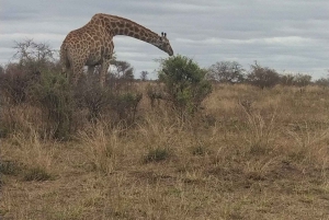 Prywatna wycieczka po parku Krugera i trasie panoramicznej