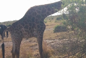 Prywatna wycieczka po parku Krugera i trasie panoramicznej