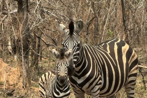 Prywatna wycieczka po parku Krugera i trasie panoramicznej