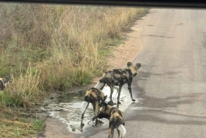 Prywatna wycieczka po parku Krugera i trasie panoramicznej