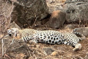 Prywatna wycieczka po parku Krugera i trasie panoramicznej