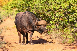 Prywatna wycieczka po parku Krugera i trasie panoramicznej
