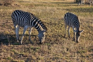 Tour privato di safari: Parco Nazionale di Pilansberg Big 5
