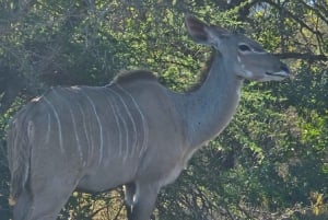 Private Safari Tour: Pilansberg National Park Big 5