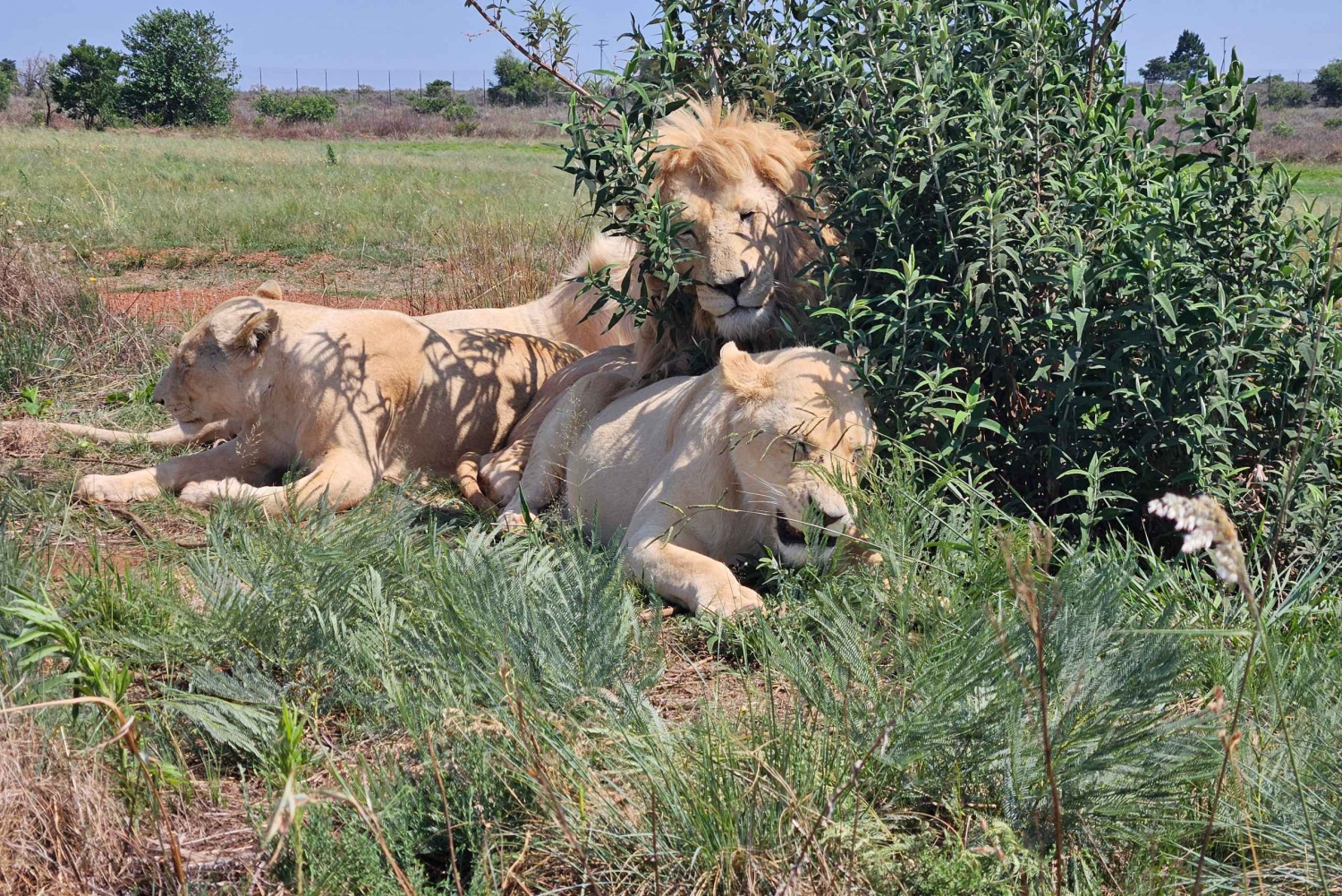 Rhino And Lion Park Safari And Cradle Maropeng Museum In Johannesburg 