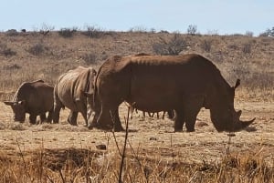 Rhino and Lion Park (Safari) and Cradle (Maropeng Museum)