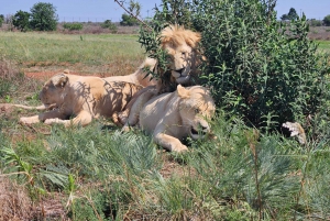 Sarvikuono- ja leijonapuisto (Safari) ja kehto (Maropengin museo)