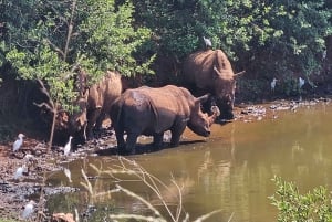 Park nosorożców i lwów (Safari) oraz Kolebka (Muzeum Maropeng)