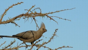 Rietfontein Nature Reserve