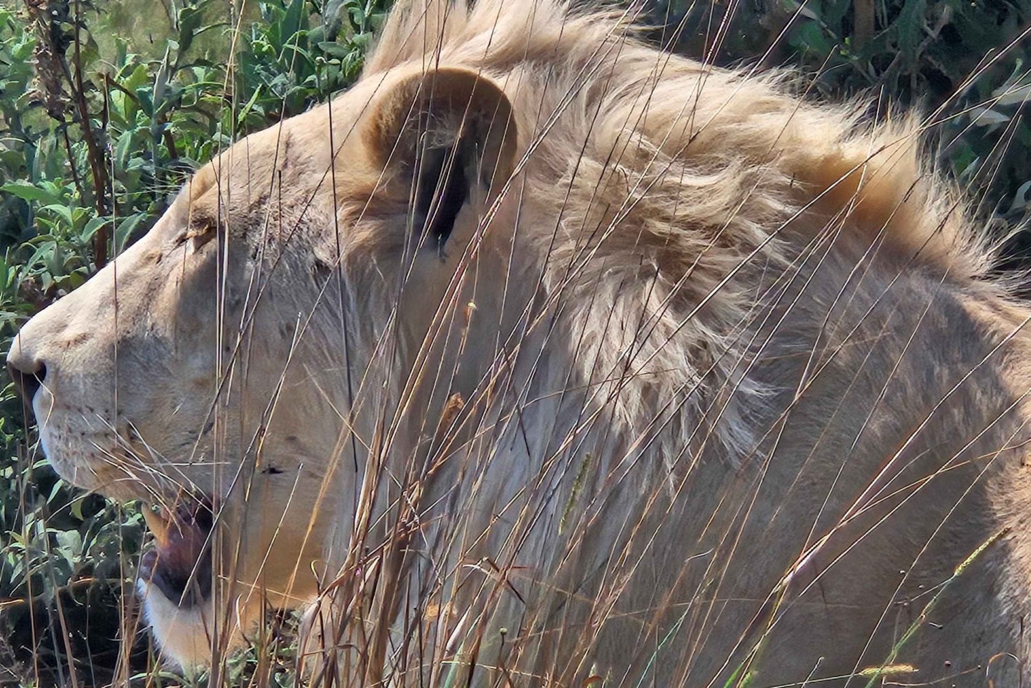 Safari w parku lwów i nosorożców / wioska kultury Lesedi