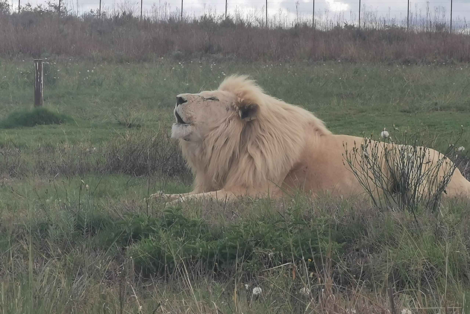 Safari en el Parque del León y el Rinoceronte / Aldea Cultural Lesedi