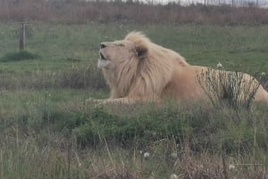 Safari im Löwen- und Nashornpark / Lesedi Kulturdorf