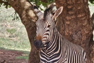 Safari au parc des lions et des rhinocéros / Village culturel de Lesedi
