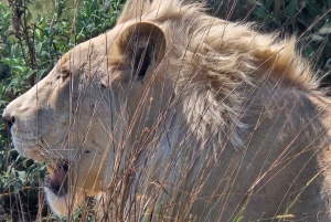 Safari at Lion and Rhino Park / Lesedi Culture Village