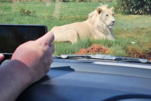 Safari at Lion and Rhino Park / Lesedi Culture Village
