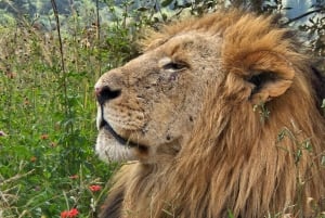 Safari i lejon- och noshörningsparken / Kulturbyn Lesedi