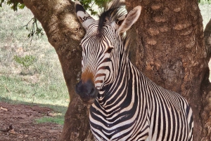 Safari en el Parque del León y el Rinoceronte / Aldea Cultural Lesedi