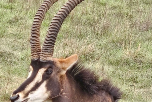 Safari en el Parque del León y el Rinoceronte / Aldea Cultural Lesedi