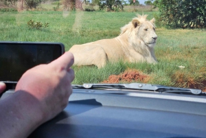 Safari en el Parque del León y el Rinoceronte / Aldea Cultural Lesedi
