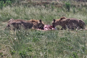 Safari en el Parque del León y el Rinoceronte / Aldea Cultural Lesedi