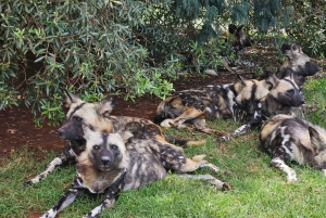Safari en el Parque del León y el Rinoceronte / Aldea Cultural Lesedi