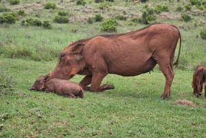 Safari en el Parque del León y el Rinoceronte / Aldea Cultural Lesedi
