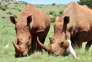 Safari en el Parque del León y el Rinoceronte / Aldea Cultural Lesedi