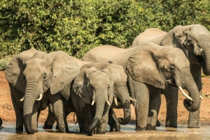 South African Holiday: 4.5-Day Kruger Park, & Joburg Tour