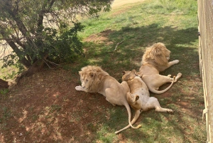 Soweto, berceau de l'humanité, Lions Park et Lesedi Cultural Vill