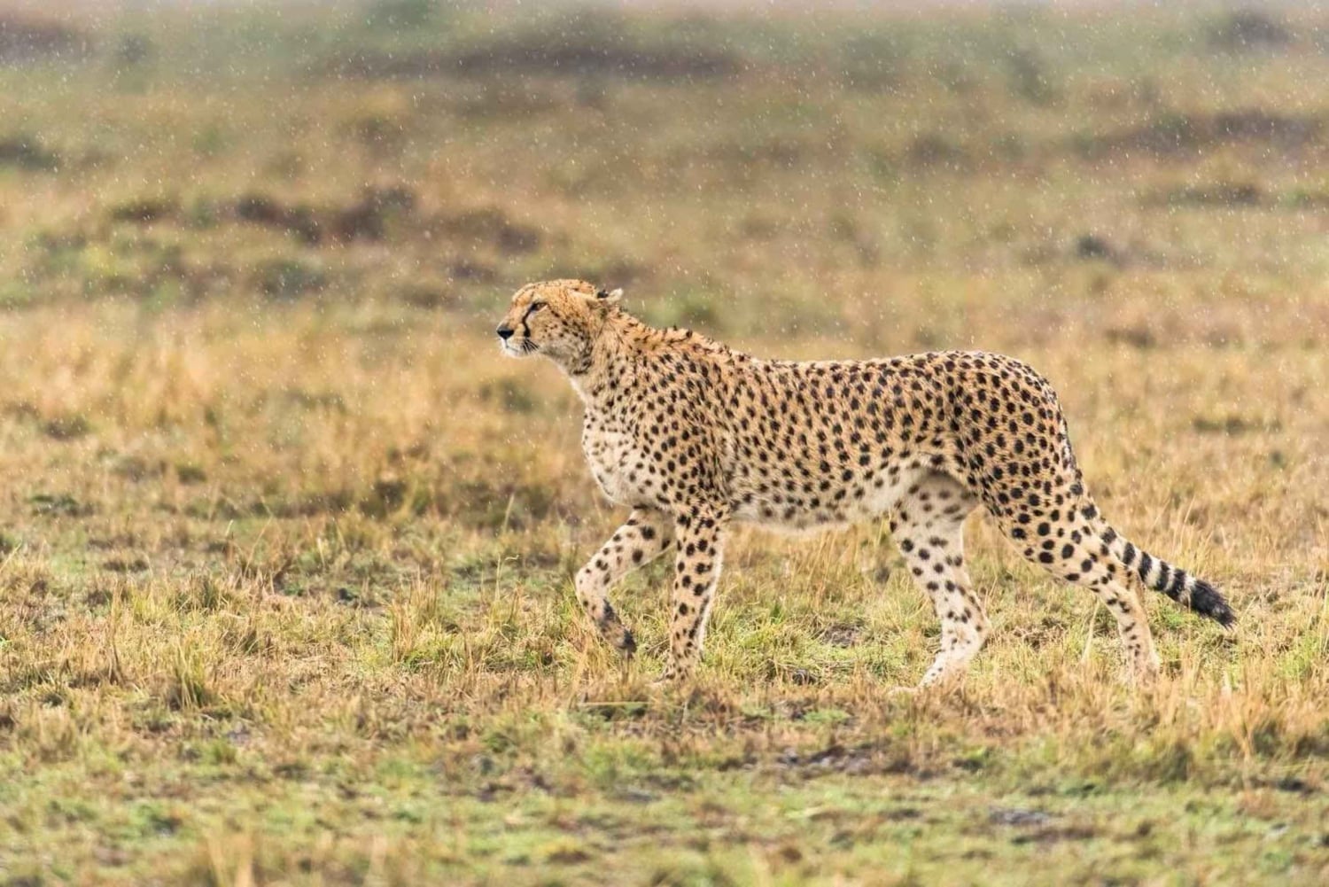 Börja i Mpumalanga 7-dagars Kruger Park & Johannesburg Tour