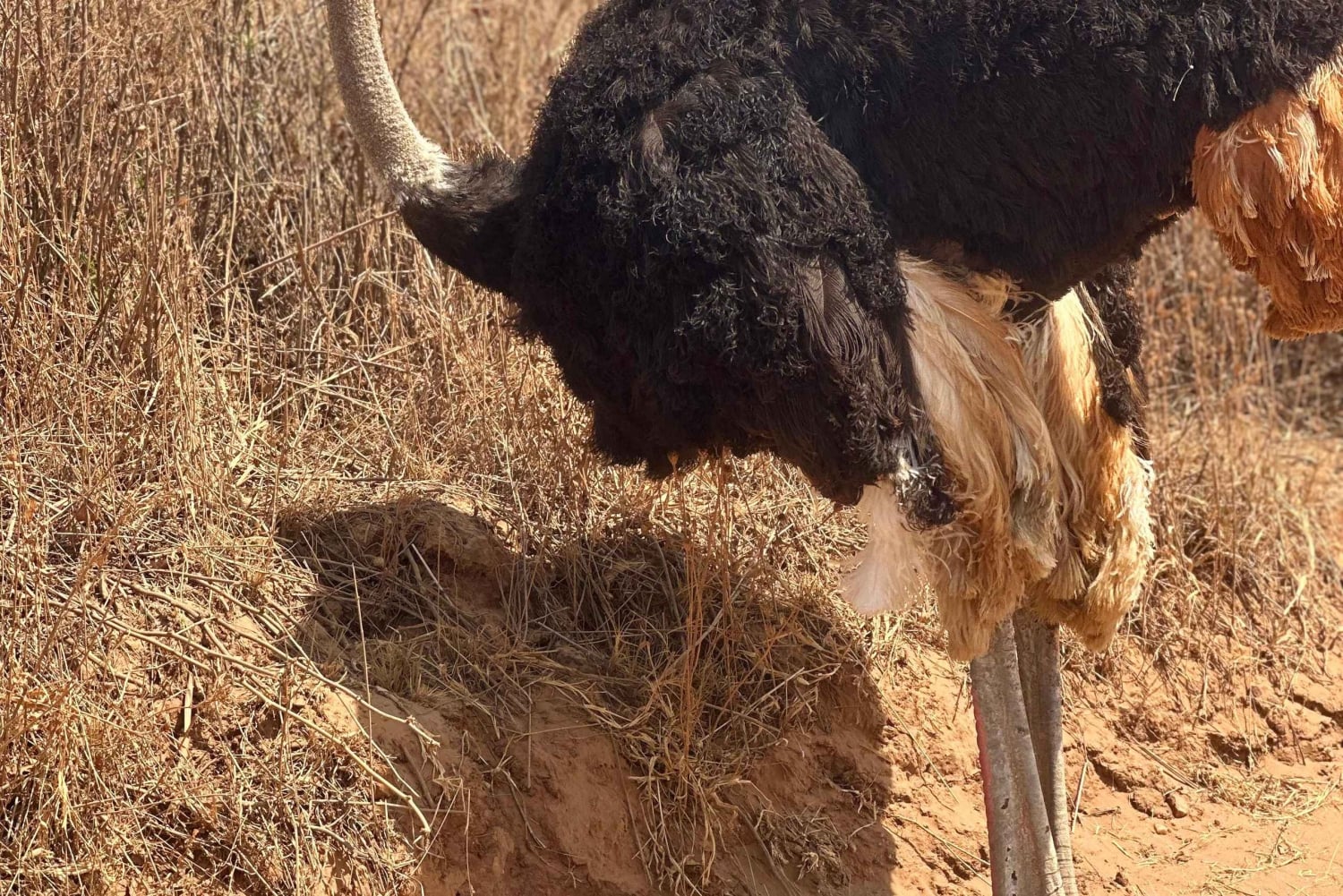 Börja i Mpumalanga 7-dagars Kruger Park & Johannesburg Tour