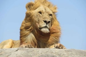 Börja i Mpumalanga 7-dagars Kruger Park & Johannesburg Tour