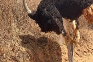 Börja i Mpumalanga 7-dagars Kruger Park & Johannesburg Tour