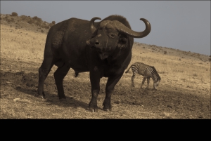 Börja i Mpumalanga 7-dagars Kruger Park & Johannesburg Tour