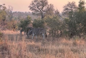 Börja i Mpumalanga 7-dagars Kruger Park & Johannesburg Tour