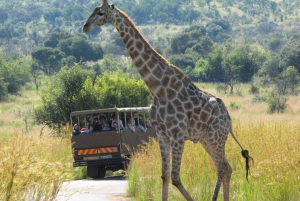 Sun City & Pilanesberg Nature Reserve Full-Day Tour
