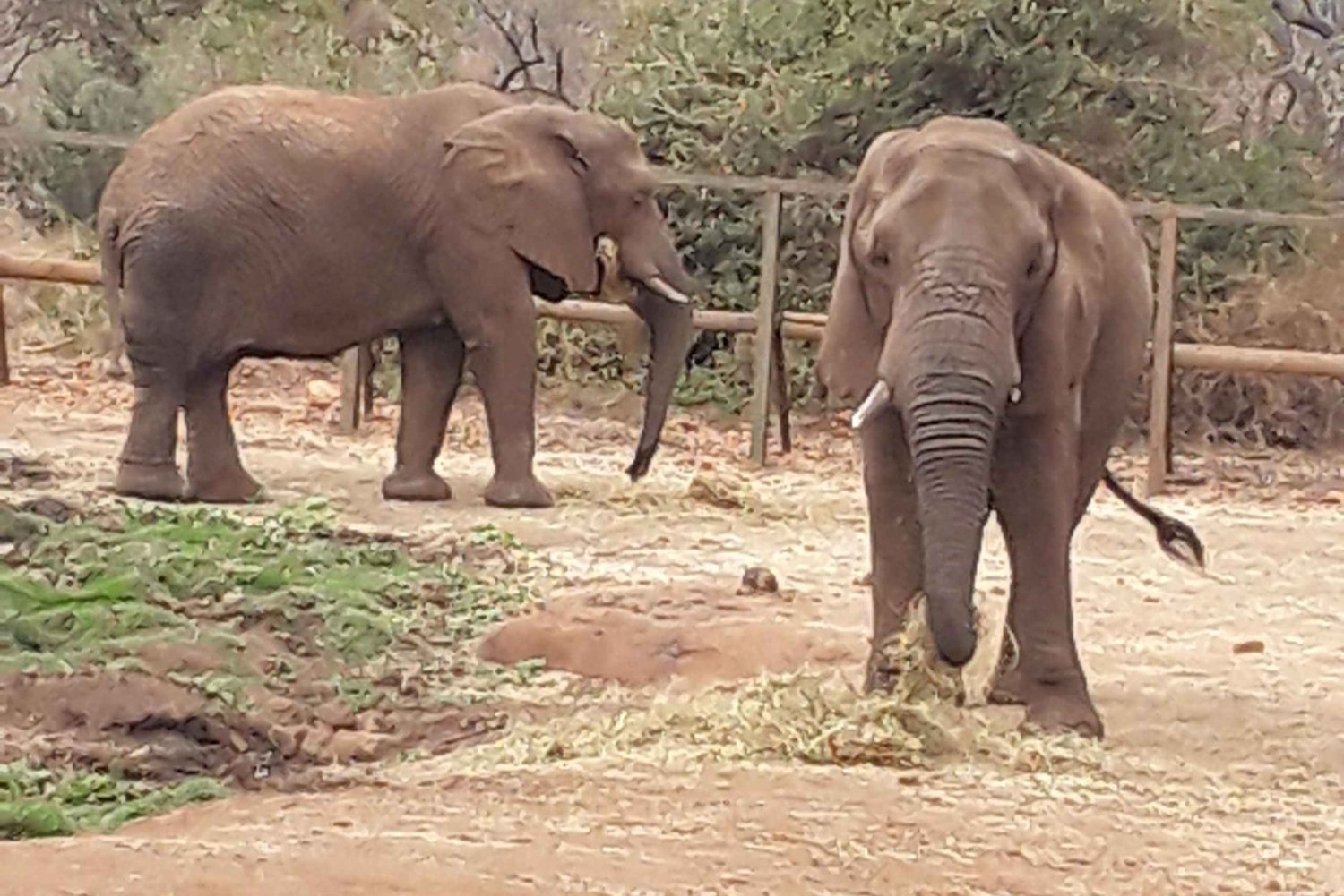 Il Santuario degli elefanti e delle scimmie.
