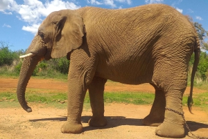 El Santuario de Elefantes y Monos.