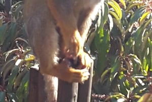 El Santuario de Elefantes y Monos.