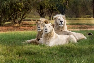 Viliage culturale tradizionale e parco safari e leoni in combo