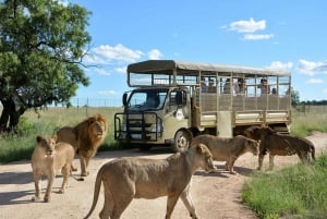 Viliage culturale tradizionale e parco safari e leoni in combo