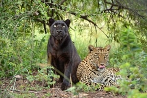 Viliage culturale tradizionale e parco safari e leoni in combo