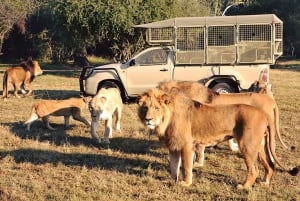 Viliage culturale tradizionale e parco safari e leoni in combo