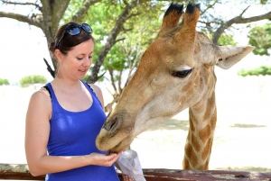 Viliage culturale tradizionale e parco safari e leoni in combo