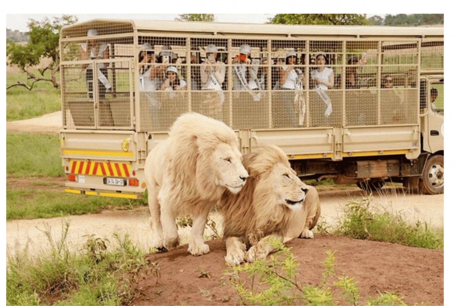 From Johannesburg: Majestic Lion Walk Experience