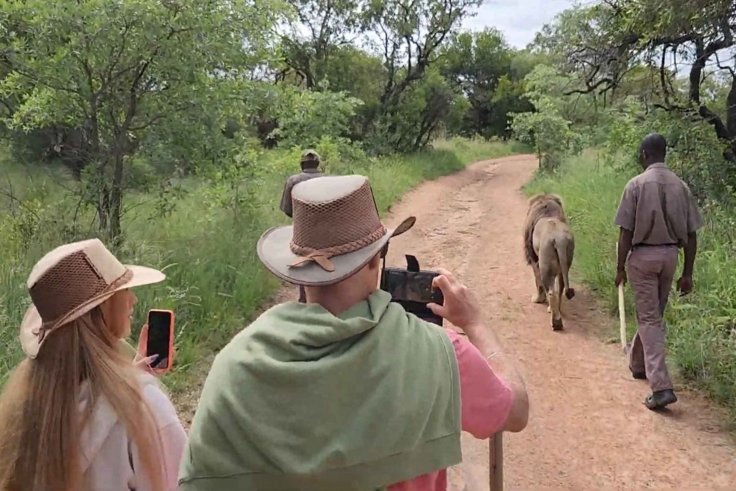 Walk with Lions