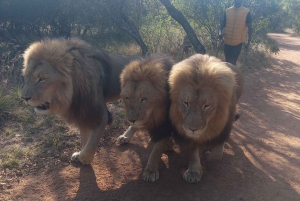 camminando con i leoni